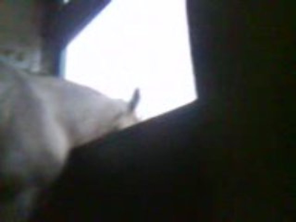 Hector mon choubidou