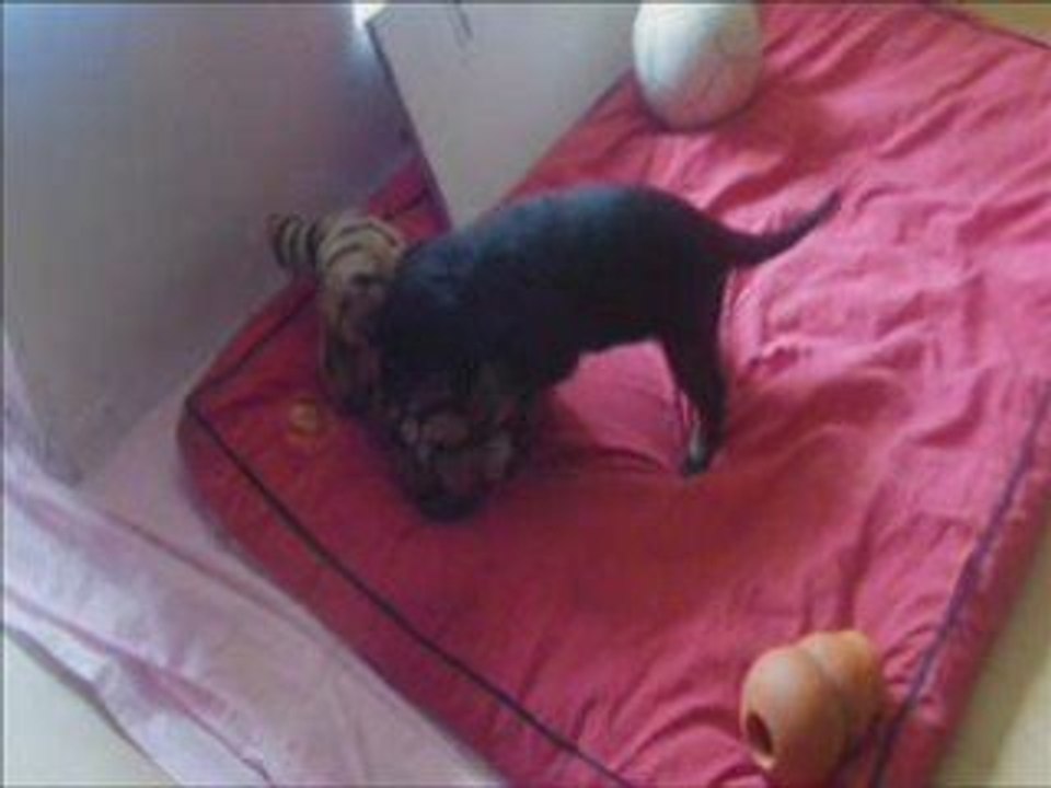 Les bébés d'Alias ont trois semaines