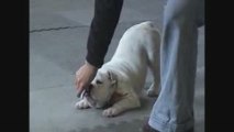 Bulldog anglais sourd en freestyle canin entrainé par le Centre Éducatif canin Le Prestige canin