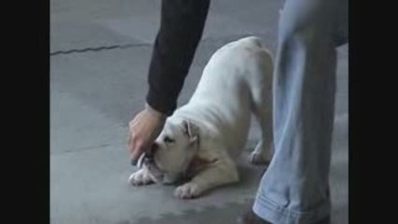 Bulldog anglais sourd en freestyle canin entrainé par le Centre Éducatif canin Le Prestige canin