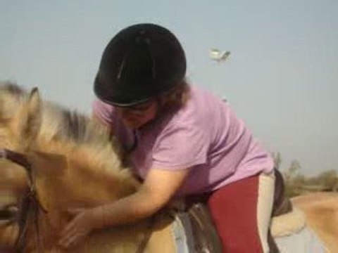 montages différents cours cheval