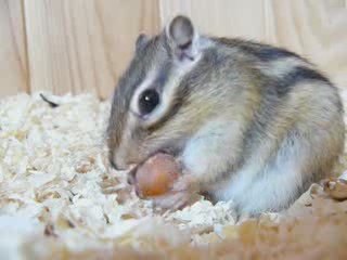 noisette qui ouvre une noisette lol