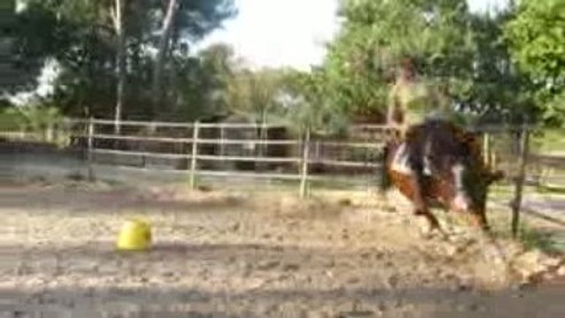 galop dans le rond de longe