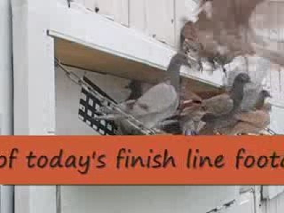 Pigeon Pals Daily Racing Club95 Daily Race Results