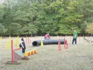 Calypso à l'agility 2