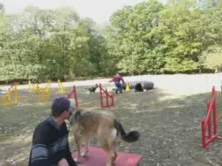 Calypso à l'agility 3