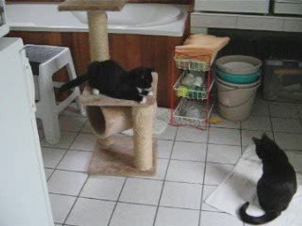 PACHA ET ISIS 18 OCTOBRE 2009 .