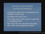 Caring For Guinea Pigs- Proper Handling