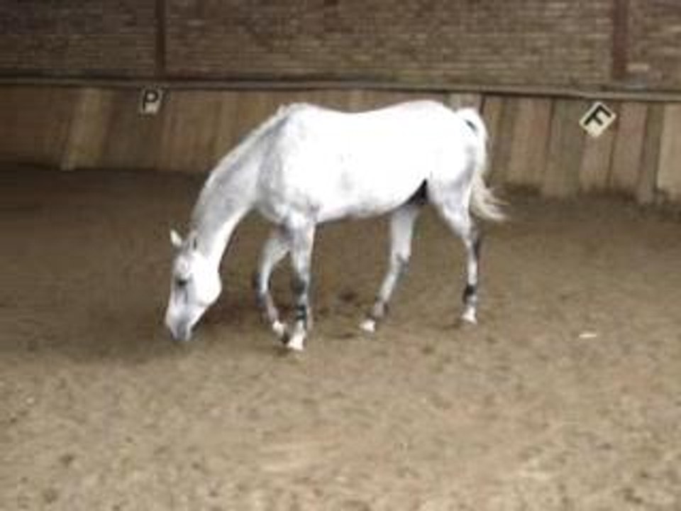 Cheval se roule