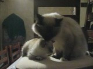 Calyss, notre sacré de birmanie adopte un chat trouvé......