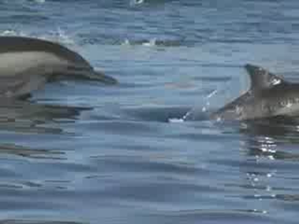 dolphin stampede