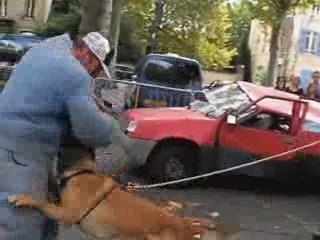 Un chien de la Brigade canine "attaque", "fixe" et "défend"