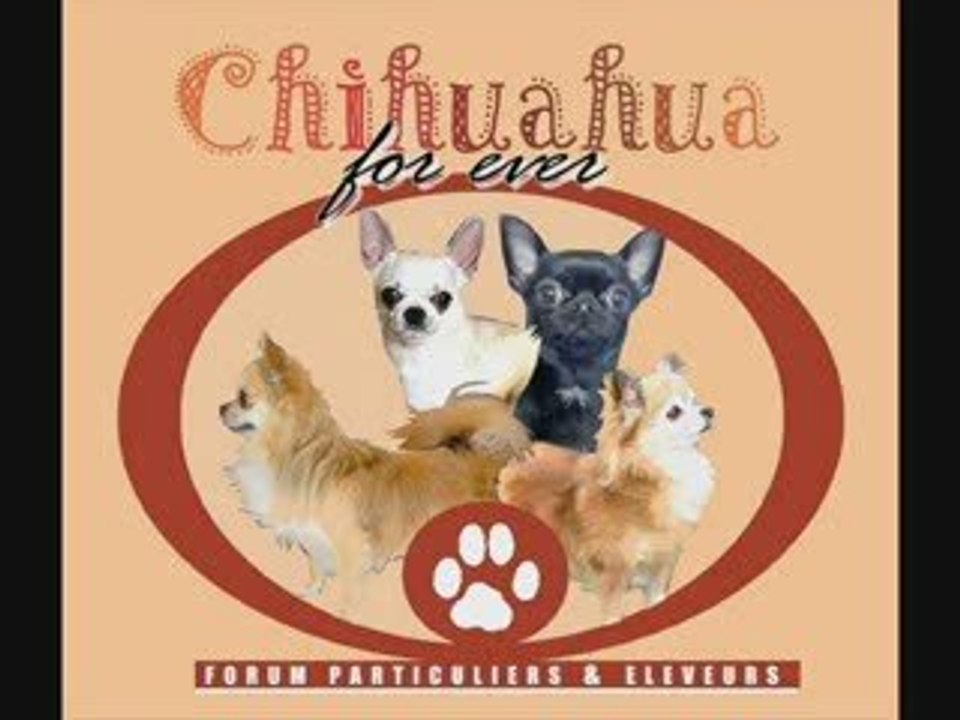 CHIHUAHUA FOREVER A 3 ANS !