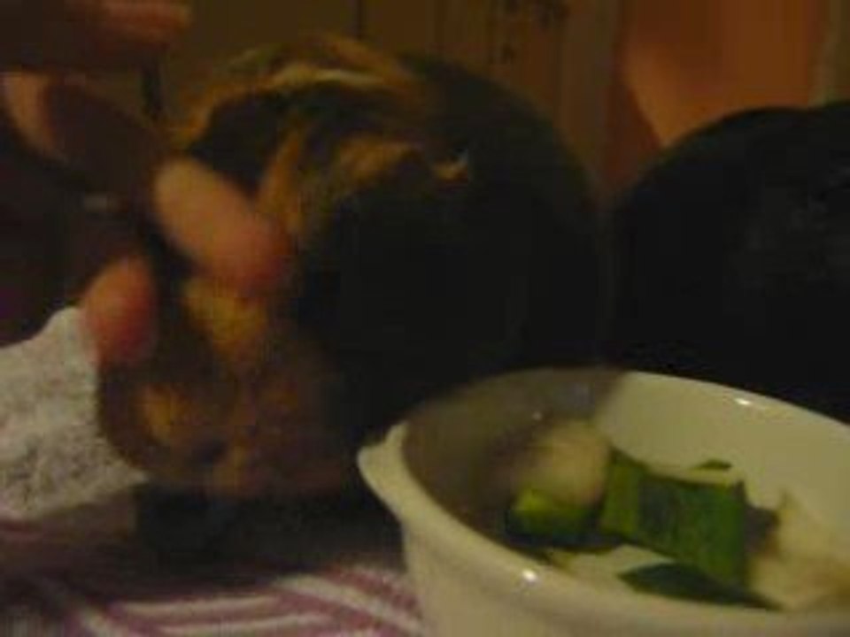 Le repas de CrawKott' & Midnight