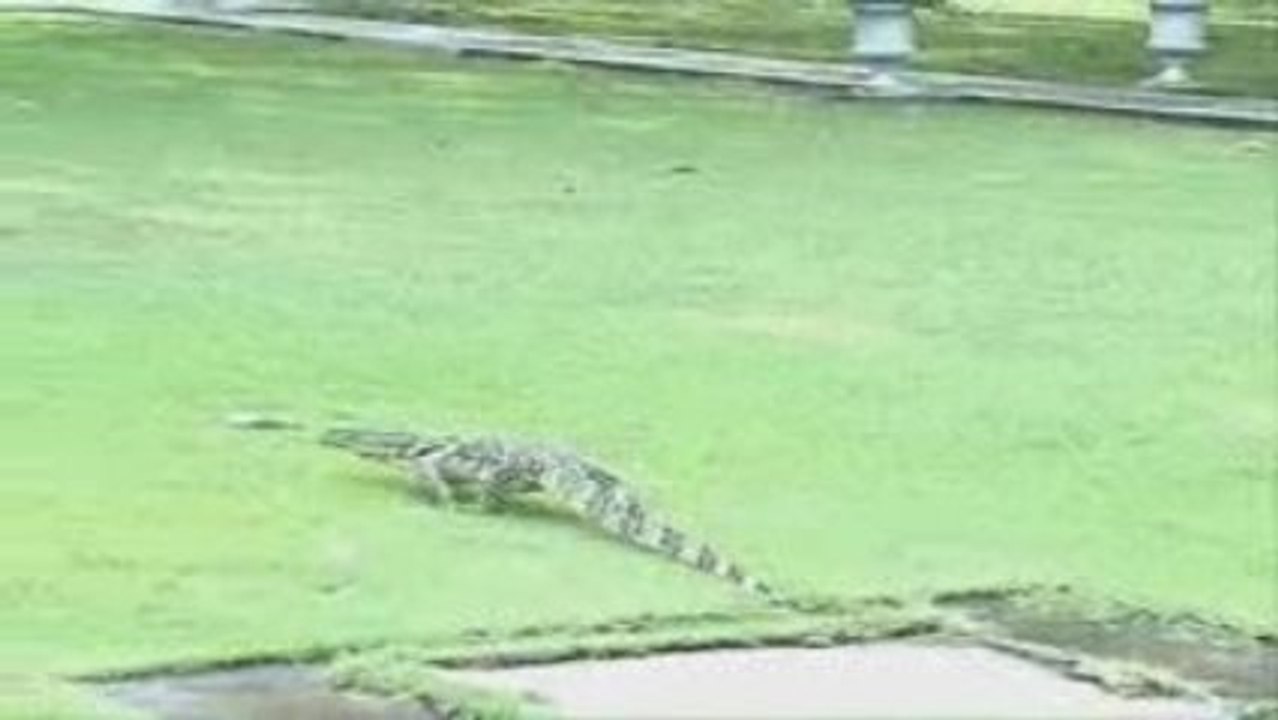 Big Lizard At Bang Pa Summer Palace