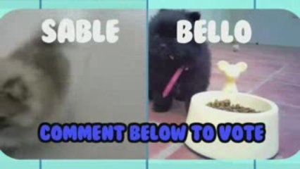 Super Fluffy Puppies! Animal Idol 006