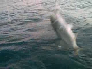 20 Ekim 2009 Çinekop&sarıkanat avı istanbul