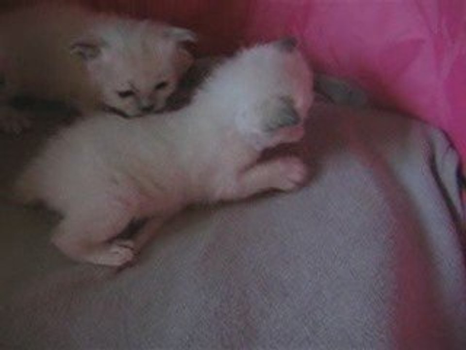 bébés brume 18 10 2009