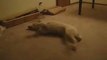 Sleeping-dog-runs-into-wall_1