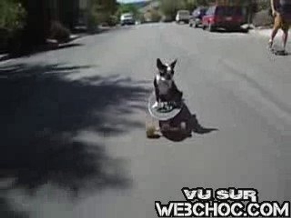 paf le chien