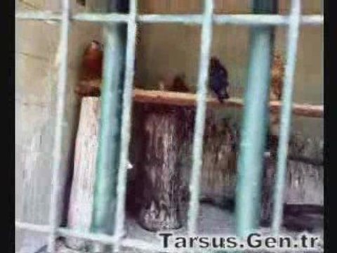tarsus hayvanat bahçesi 2
