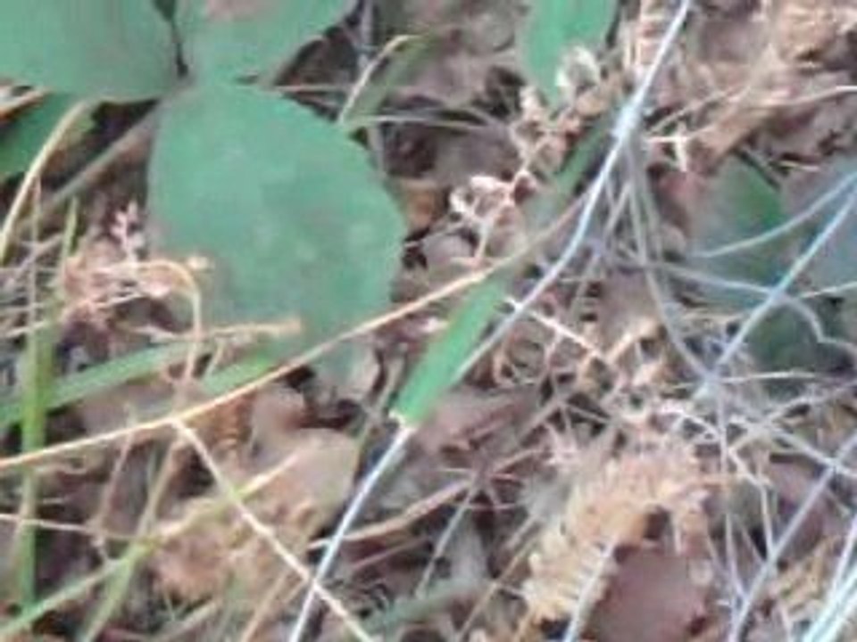 carousselle d ablon 2009