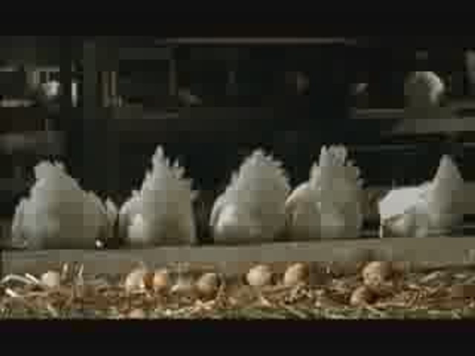 TECHNO POULES LE GAULOIS