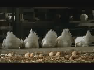 TECHNO POULES LE GAULOIS