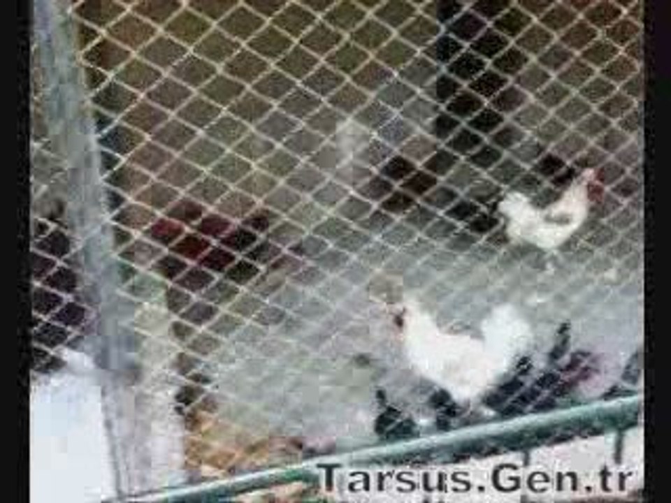 tarsus hayvanat bahçesi 4