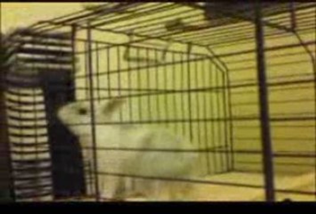freeman the rabbit