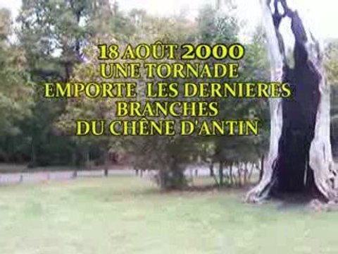 LE CHENE D'ANTIN FORÊT DE SENART 1985-2009