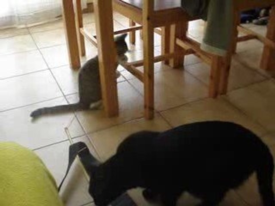 Bagarre avec la souris