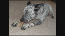 Antler Dog Chews