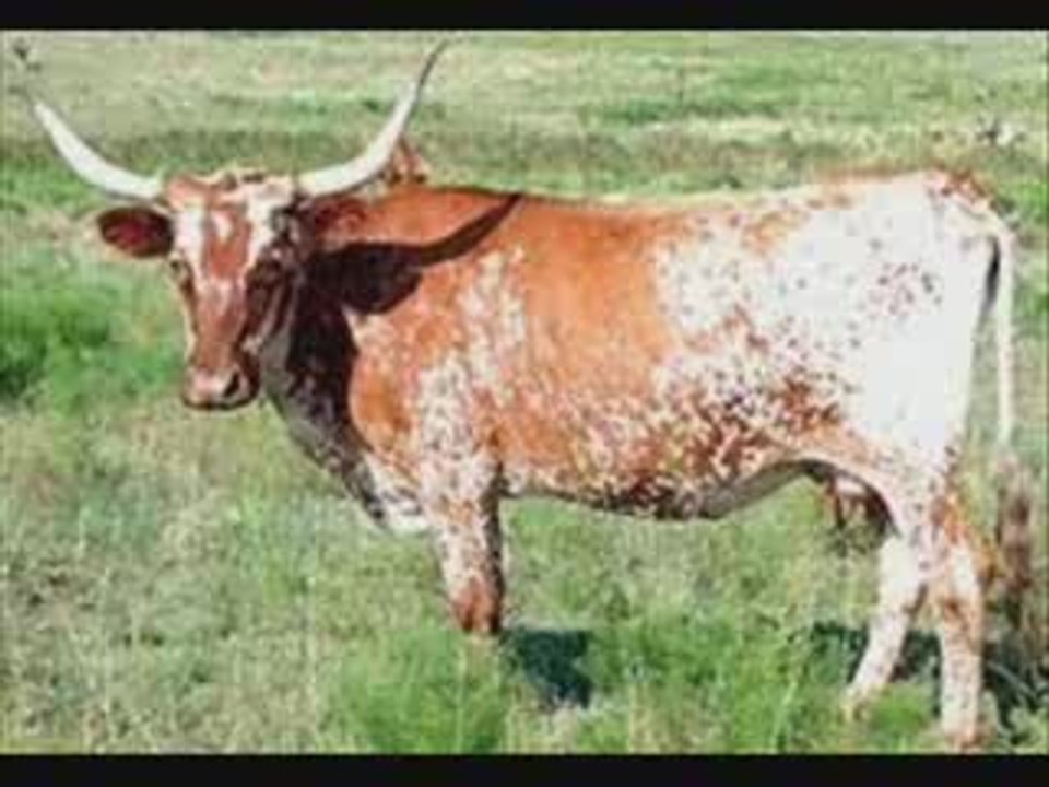 la vache elle est barjo