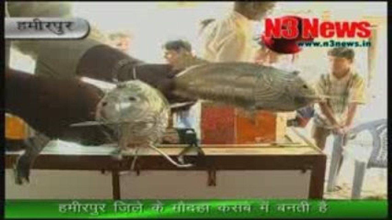 Silver Fish