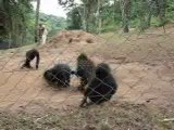 Bébés Bonobos, RDC