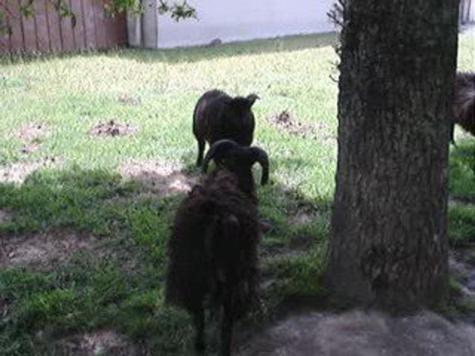 mouton delirant =D