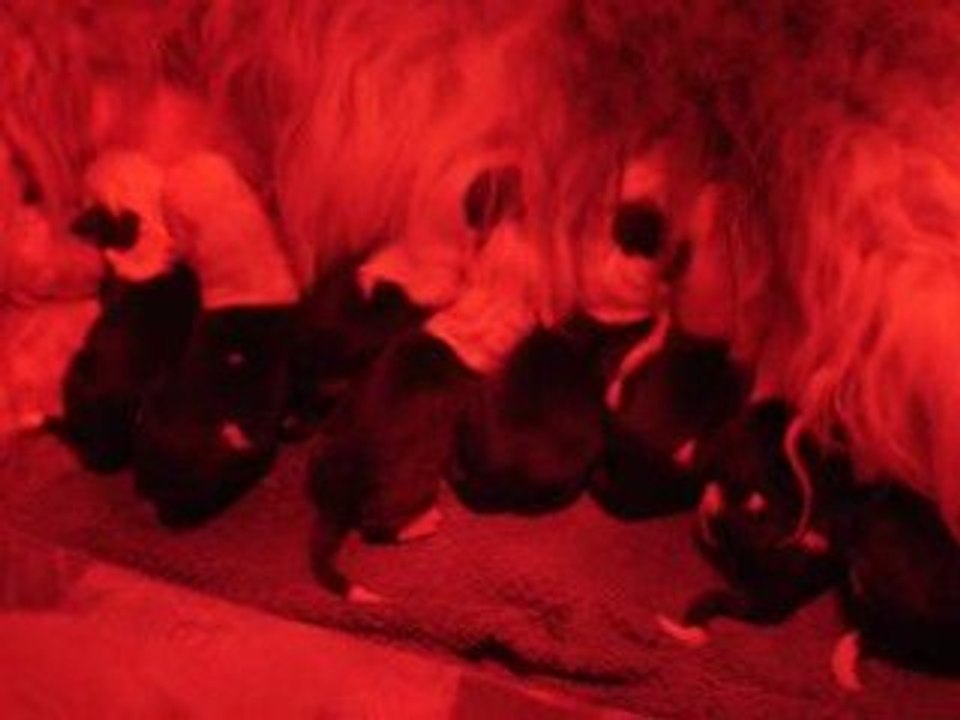 les bébés têtent encore et encore