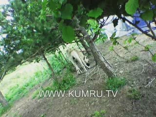 KUMRU TEKNECÜK YAYLASI