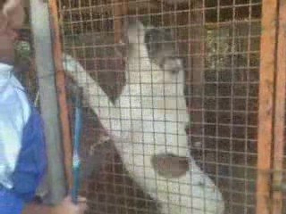 Pastore dell'Asia Centrale - guardia