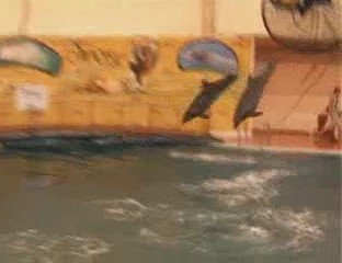 Troy Aquapark Dolphin show / Alanya-Antalya