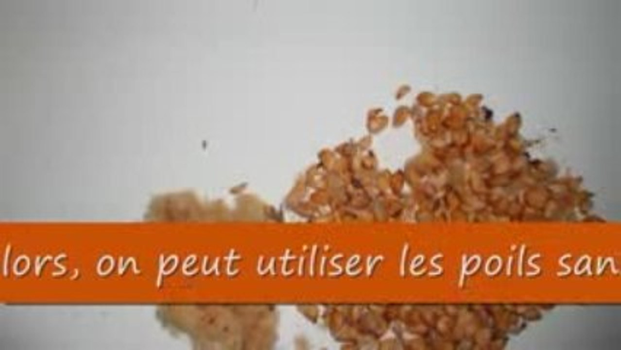 Poil à gratter (1er moyen)