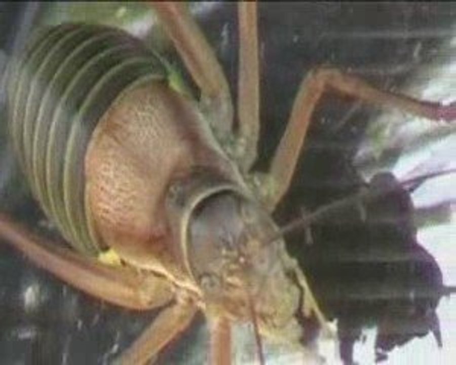 Insecte charognard 08.2009