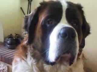 Koko en pleine concentration