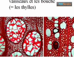 Voyage au centre du bois-Meriem Fournier