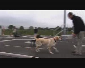 07 - Les chiens guides d'aveugles 1(2)