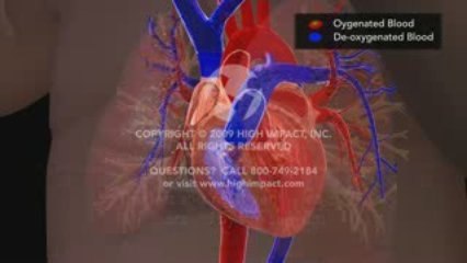 Normal Newborn Circulation