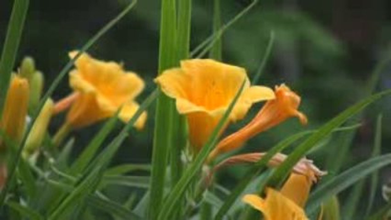 Ze Flowers