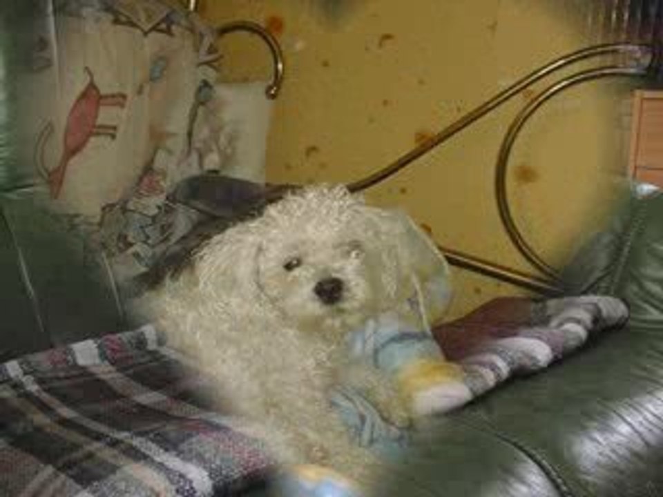 macao un bichon extraodinaire, adieu mon bébé