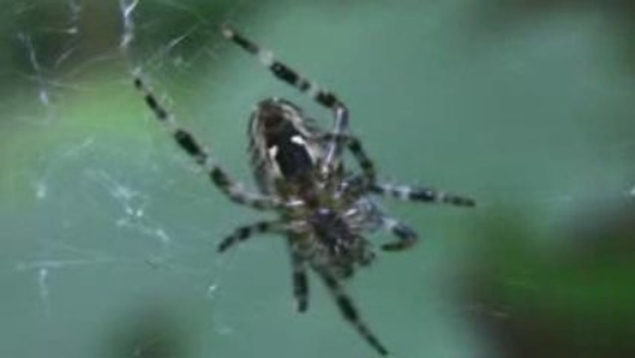 Spiderwebs
